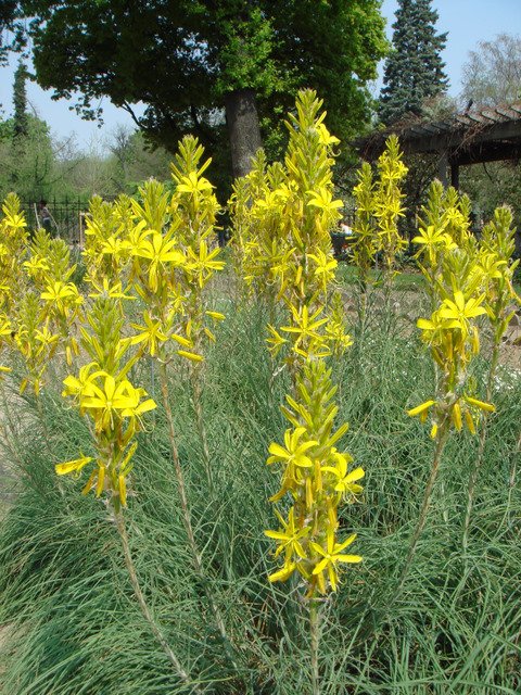 Asphodeline lutea